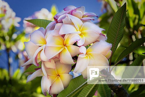 Nahaufnahme von rosa Plumeria-Blüten und blauem Himmel; Lanai  Hawaii  Vereinigte Staaten von Amerika'.