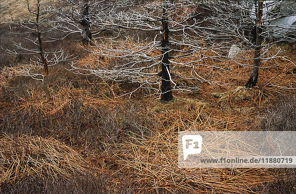 Abgestorbene Farnbüschel und skelettierte Bäume im Herbst  Crystal Crescent Beach Provincial Park; Nova Scotia  Kanada'.