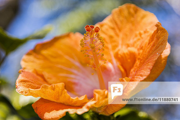 Nahaufnahme einer orangefarbenen Hibiskusblüte; Maui  Hawaii  Vereinigte Staaten von Amerika'.