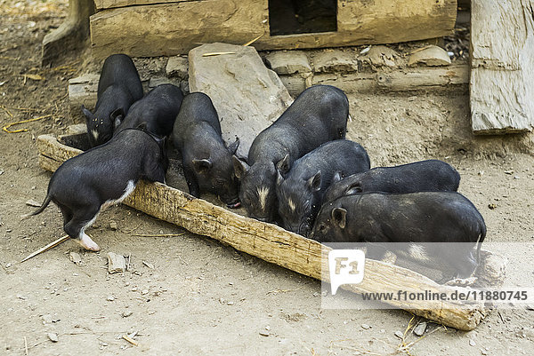 Schweine bei der Fütterung an einem Trog; Provinz Luang Prabang  Laos'.