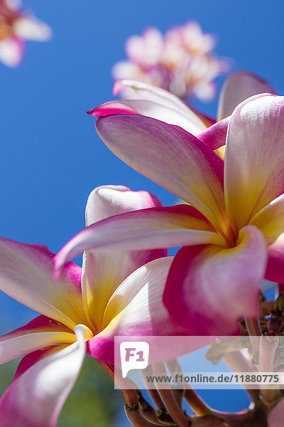 Nahaufnahme von rosa Plumeria-Blüten und blauem Himmel; Lanai  Hawaii  Vereinigte Staaten von Amerika'.
