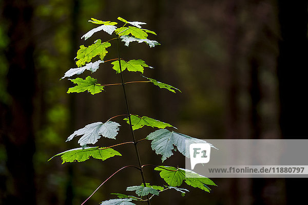 A new green plant grows up towards the sunlight; North Yorkshire  England