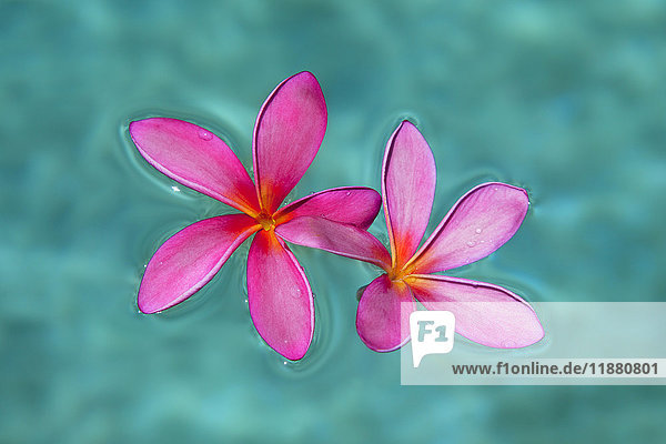 Nahaufnahme von rosa Plumeria-Blüten im Wasser; Maui  Hawaii  Vereinigte Staaten von Amerika'.