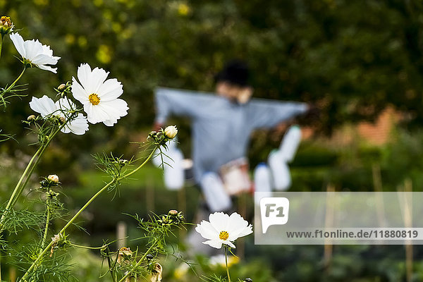 Close-up of white flowers with a scarecrow in a garden in the background; Gateshead  Tyne and Wear  England