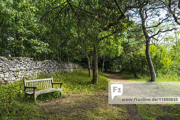 'A bench sitting beside a path leading through a lush forest; Leyburn  North Yorkshire  England'