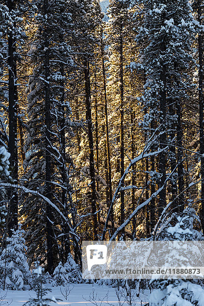 Glühendes Sonnenlicht  das durch einen schneebedeckten Wald fällt  westlich von Bragg Creek; Alberta  Kanada'.