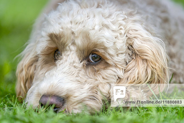 'Close-up of the face of a blond cockapoo resting on the grass; North Yorkshire  England'