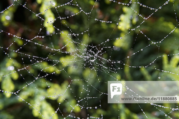 Wassertropfen auf einem Spinnennetz; North Yorkshire  England'.