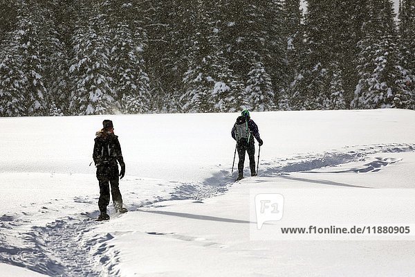 'Two female snowshoers on a snow covered trail in an open meadow with snow covered evergreen trees; Kananaskis Country  Alberta  Canada'