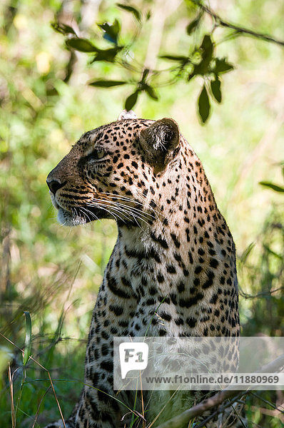 Leopard (Panthera pardus)  Masai Mara-Nationalreservat  Kenia