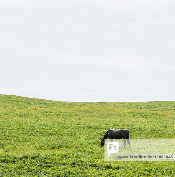 Weidende Pferde in grüner Feldlandschaft