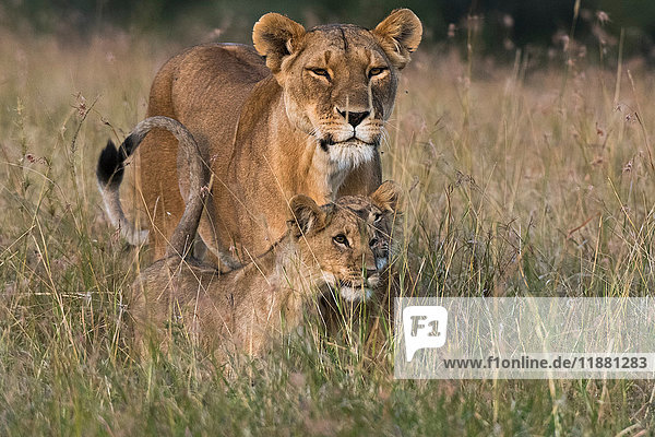 Löwin und Jungtiere (Panthera leo)  Masai Mara  Kenia  Afrika