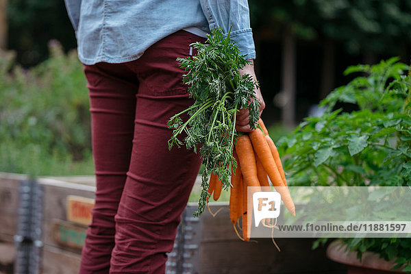 Frau im Gemüsegarten hält Karotten