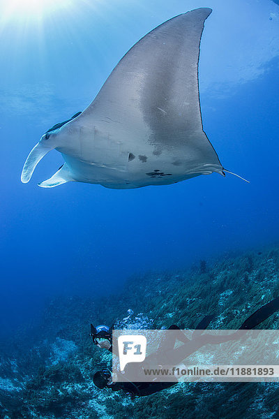 Scuba diver photographing giant manta  Cancun  Mexico