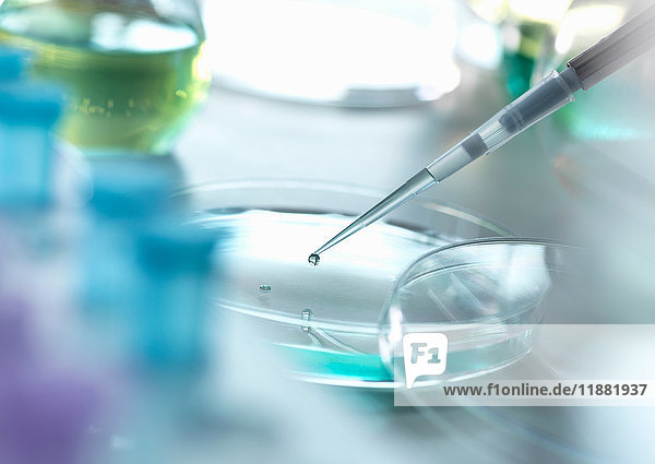 Wissenschaftler beim Pipettieren einer Probe in eine Petrischale während eines Experiments im Labor