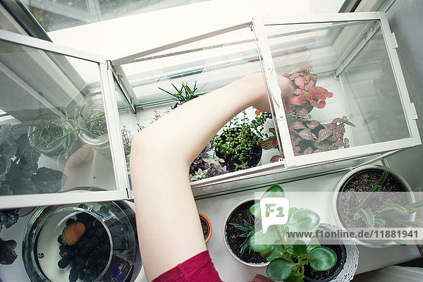 Arm einer jungen Frau  die eine Topfpflanze aus einem Terrarium auf der Fensterbank entfernt