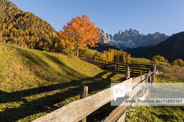 Panoramablick auf das Odle-Gebirge  Santa Maddalena  Funes-Tal  Dolomiten  Südtirol  Italien  Europa