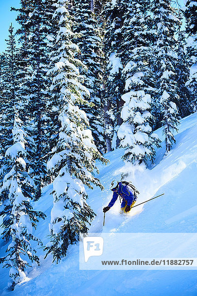 Mann fährt auf Skiern steilen  schneebedeckten Wald hinunter  Aspen  Colorado  USA