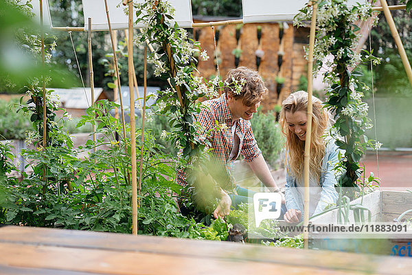 Junger Mann und Frau kümmern sich um Pflanzen  die in Dosen im städtischen Garten wachsen