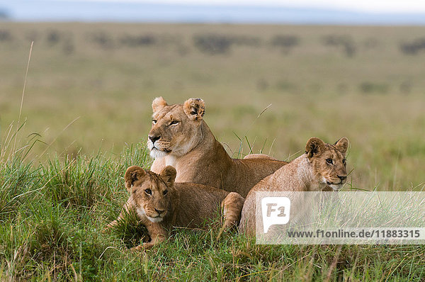 Löwin und Jungtiere (Panthera leo)  Masai Mara National Reserve  Kenia
