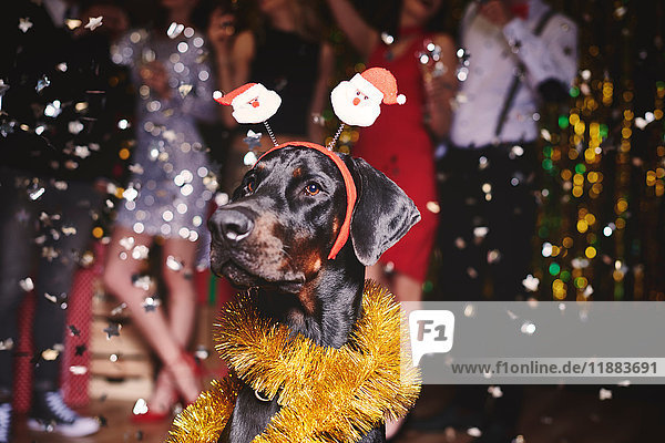 Porträt eines Hundes auf einer Party  der Weihnachtsmannsbopper trägt  im Hintergrund tanzende Menschengruppe