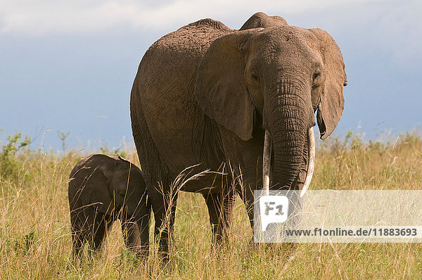 African Elephant and calf (Loxodonta africana)  Masai Mara National Reserve  Kenya