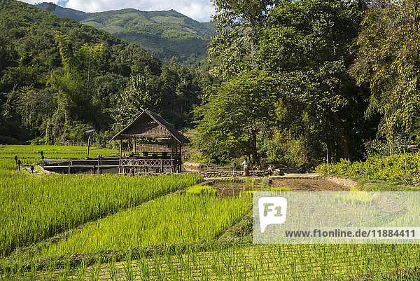 Kamu Lodge und Reisfelder; Ban Gnoyhai  Laos'.