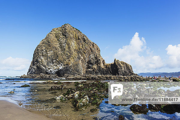 'Tourists walking among the tide pools and seaweed covered rocks at low tide along the Oregon coast; Bandon  Oregon  United States of America'