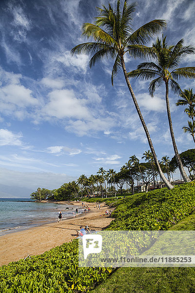 Napaka-Hecke  Strandbesucher  Kokospalmen; Wailea  Maui  Hawaii  Vereinigte Staaten von Amerika'.