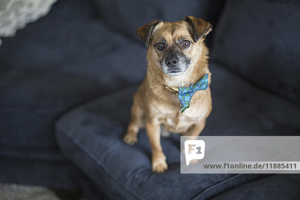 Hochwinkelporträt des Hundes auf blauem Sofa zu Hause