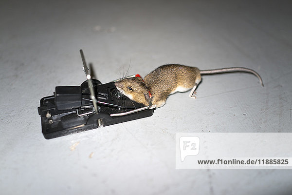 Hochwinkelansicht der Maus auf der Falle über dem Boden