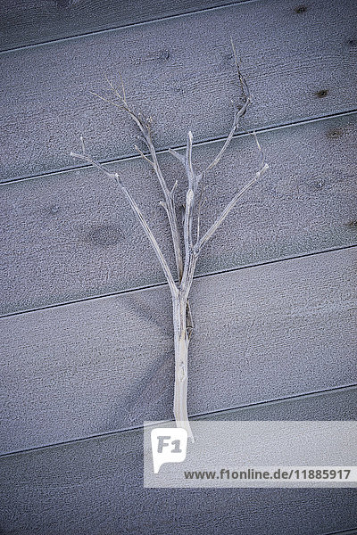 Hochwinkelansicht des gefrosteten Zweiges auf Hartholzboden