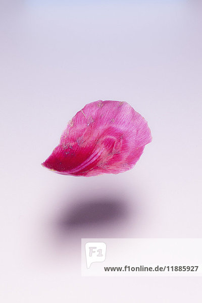 Nahaufnahme des rosa Blütenblattes auf weißem Hintergrund