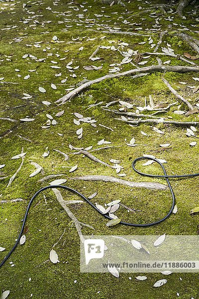 Hochwinkelansicht des Kabels inmitten gefallener Blätter auf Gras  Kyoto  Japan