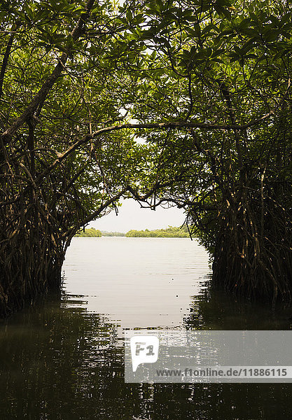 Bäume  die über dem Fluss wachsen und einen Bogen bilden  Sri Lanka