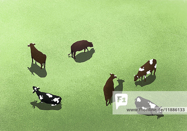 Hochwinkelansicht der Kühe auf grasbewachsenem Feld