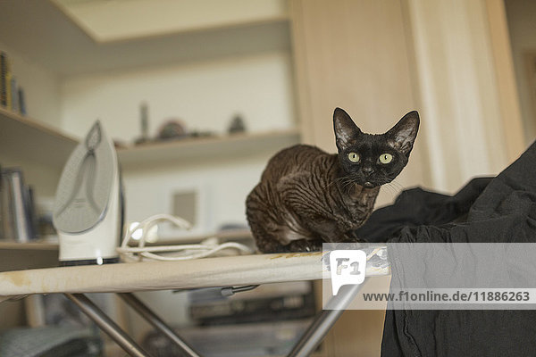 Porträt einer Katze  die zu Hause auf einem Eisenbrett sitzt.