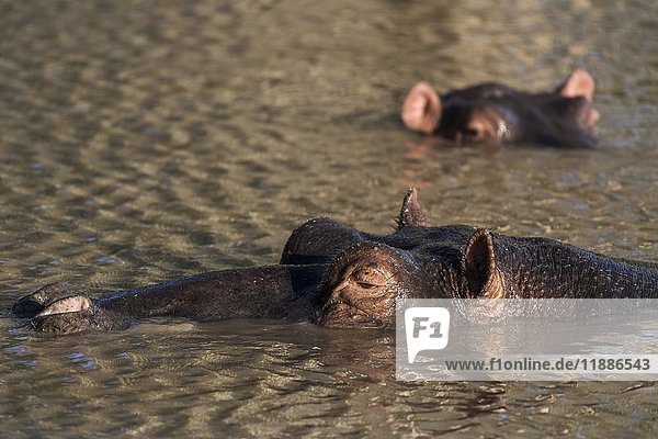 Flusspferd (Hippopotamuspotamus amphibius) im Wasser  iSimangaliso Wetland Park  KwaZulu-Natal  Südafrika  Afrika