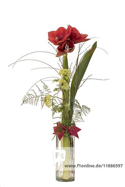 Amaryllis (Hippeastrum) in vase  decoration