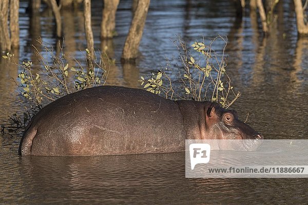 Flusspferd (Hippopotamuspotamus amphibius) im Wasser  iSimangaliso Wetland Park  KwaZulu-Natal  Südafrika  Afrika