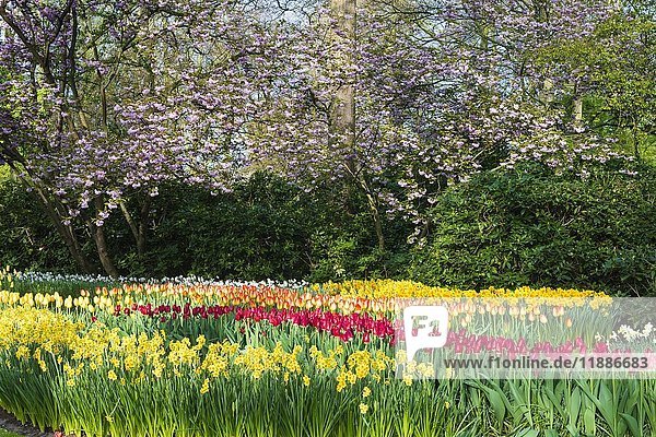 Blumengarten mit mehrfarbigen Tulpen (Tulipa) (Tulipa) in Blüte  dahinter Springbrunnen  Keukenhof Gärten Ausstellung  Lisse  Süd-Holland  Die Niederlande  Europa