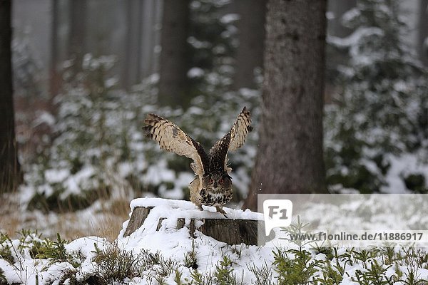 Uhu (Bubo bubo)  adult auf Baumstumpf im Winter  auffliegend  im Schnee  Zdarske Vrchy  Böhmisch-Mährisches Hochland  Tschechische Republik  Europa