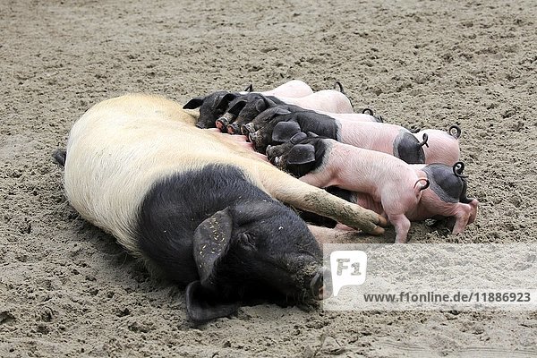 Hausschwein (Sus scrofa domesticus)  Muttersau säugende Ferkel  weiblich  Jungtiere  gefleckt  Deutschland  Europa
