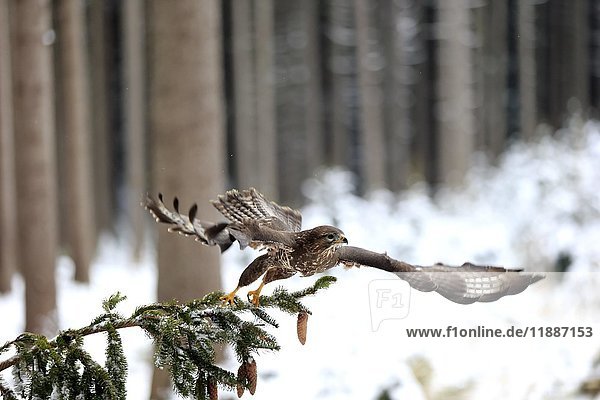 Steppenbussard (Buteo buteo),  erwachsener Vogel auf einem Baum im Winter mit ausgebreiteten Flügeln,  im Schnee,  Zdarske Vrchy,  Böhmisch-Mährisches Hochland,  Tschechische Republik,  Europa
