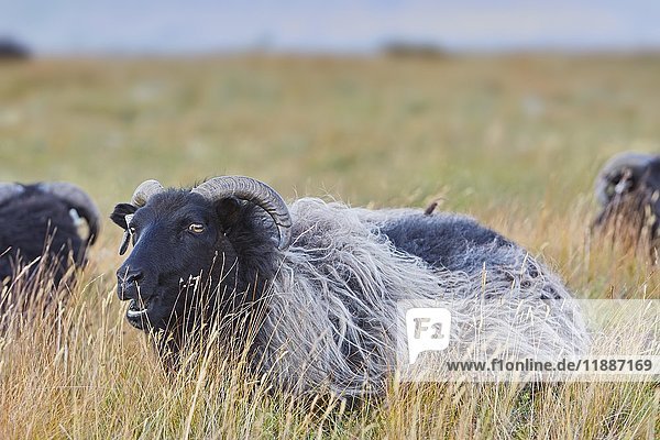 Icelandic sheep (Ovis)  Mývatni  Iceland  Europe