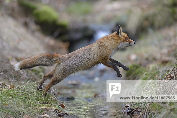 Red fox (vulpes vulpes)  jumping over a brook  Bohemian Forest  Czech Republic  Europe