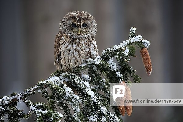 Tawny owl (Strix aluco)  adult in winter on lookout  Zdarske Vrchy  Bohemian-Moravian Highlands  Czech Republic  Europe