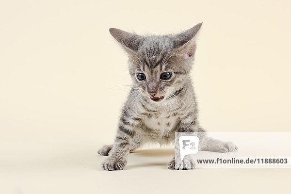 Toyger (Felis silvestris catus)  Alter 6 Wochen  Farbe schwarz  gestromt