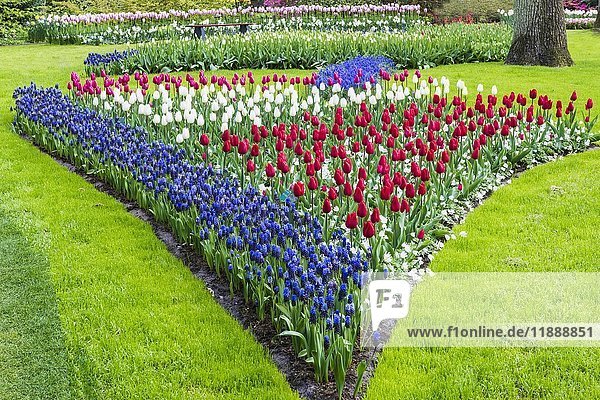 Blumengarten mit blühenden bunten Tulpen (Tulipa) und Traubenhyazinthen (Muscari)  Keukenhof Gärten  Lisse  Südholland  Niederlande  Europa