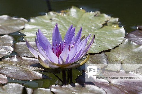 Water lily (Nymphaea)  North Rhine-Westphalia  Germany  Europe